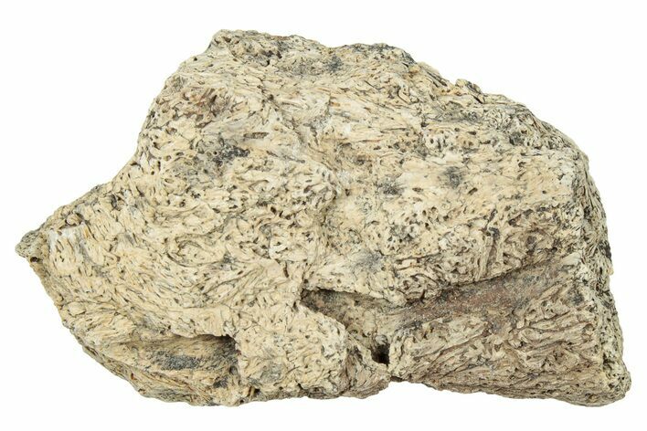 Dinosaur (Triceratops) Frill Shield Section - Montana #330142